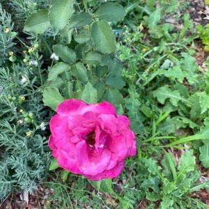 Meet your Posher, Tulie